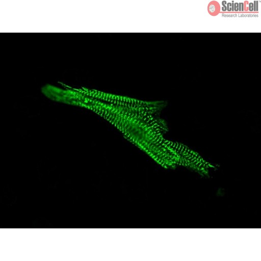 Sciencell Human Primary Cardiac Myocytes Cells