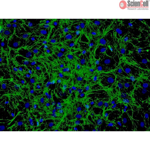 Human Hair Cell_HHGMC