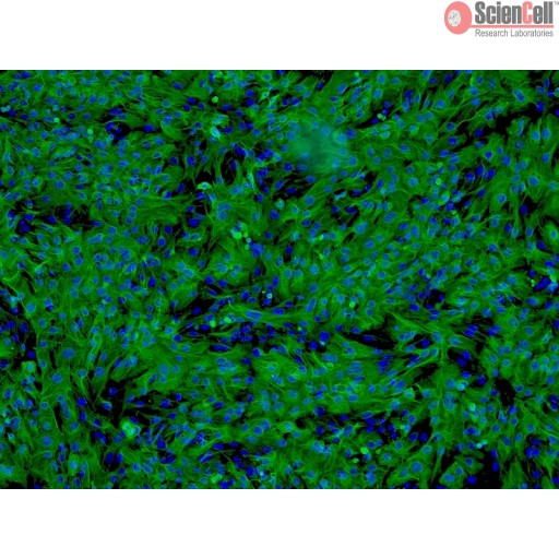 Sciencell Human Primary Hepatocytes Cell