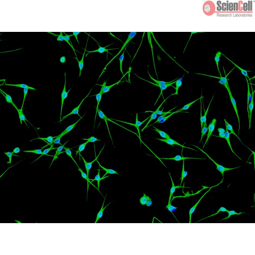 Sciencell Human Primary Melanocytes Cells