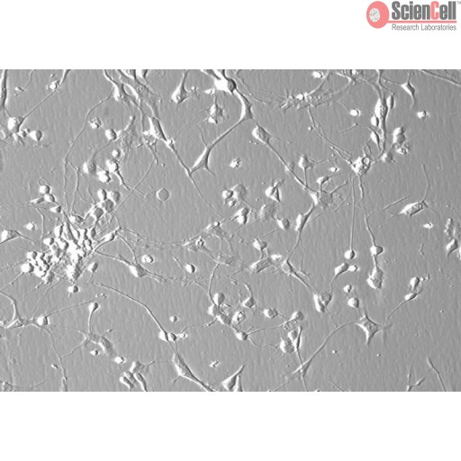 Sciencell Human Primary Neurons Cells - Image 2