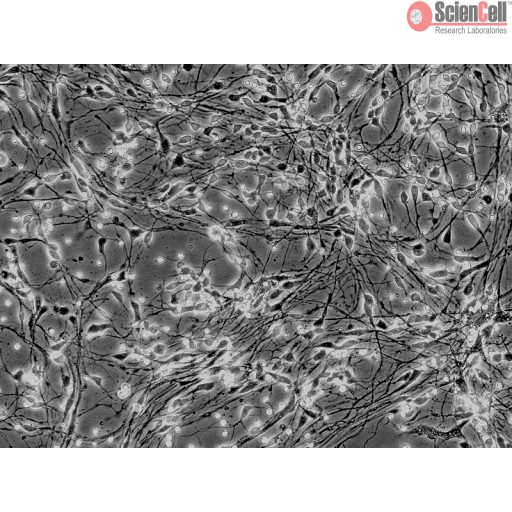 Sciencell Human Primary Neurons Cells - Image 3
