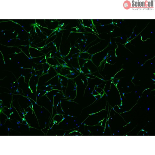 Sciencell Human Primary Neurons Cells