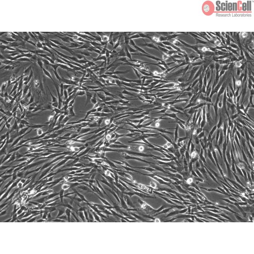 Sciencell Human Primary Smooth Muscle Cells - Image 2
