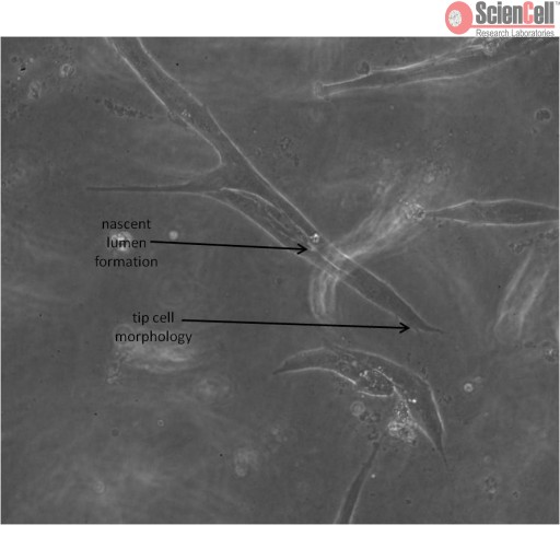 Sciencell Collagen-Based 3D Culture Kits - Image 3