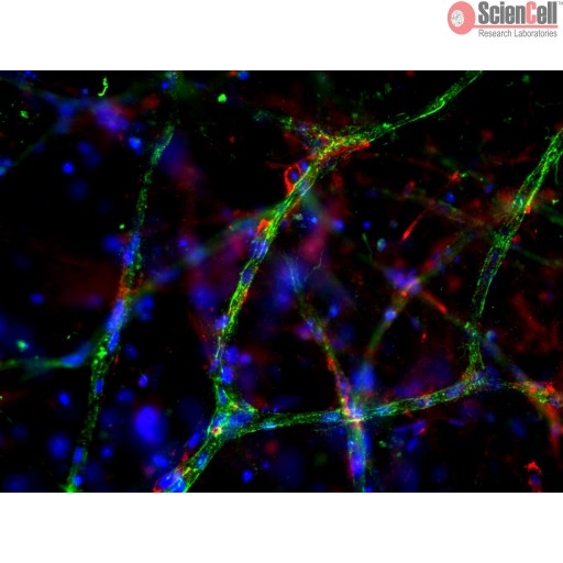 Sciencell Collagen-Based 3D Culture Kits - Image 2