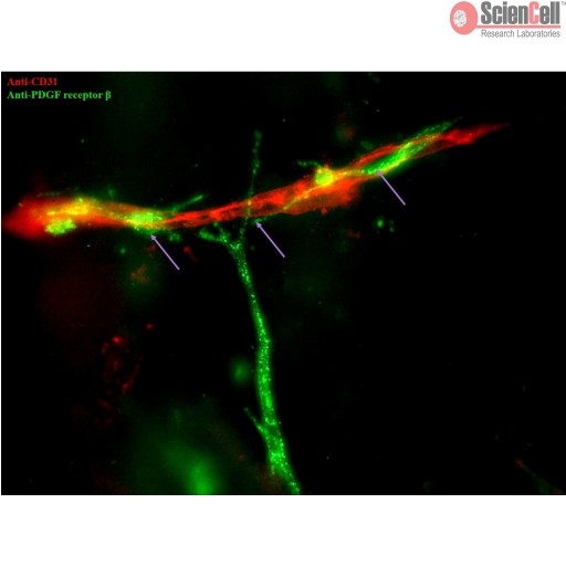 Sciencell Collagen-Based 3D Culture Kits