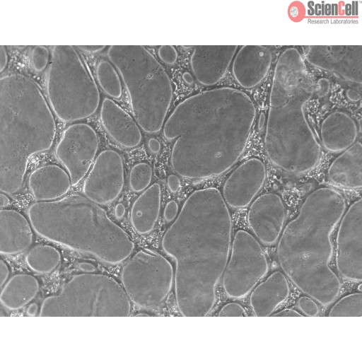 Sciencell Collagen-Based 3D Culture Kits - Image 4