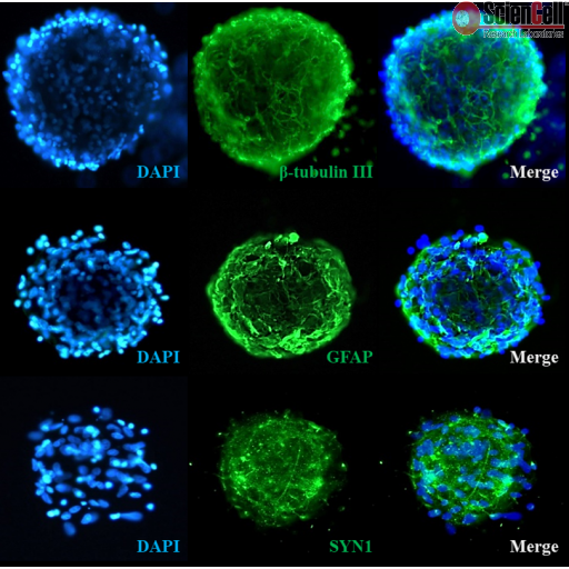 Sciencell Ready-to-use 3D Spheroids Kits
