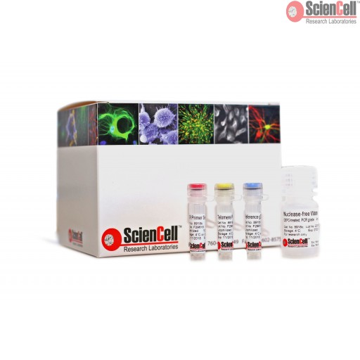 Sciencell Aging Markers Quantification Kits - Image 2