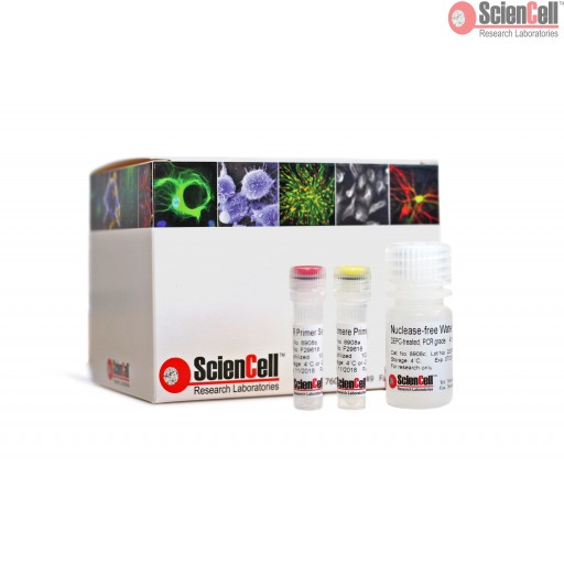Sciencell Aging Markers Quantification Kits - Image 4