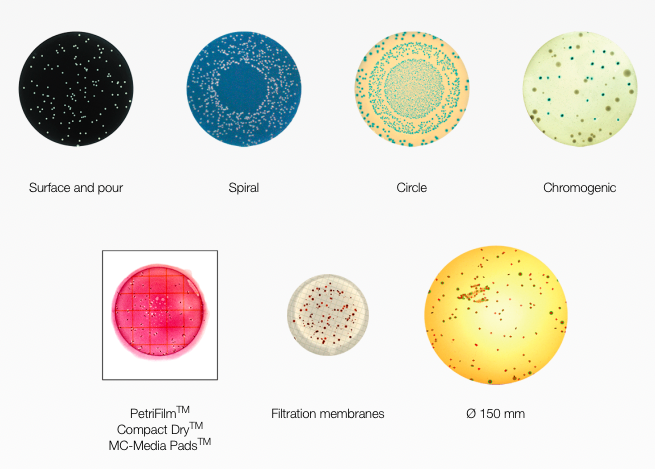 colony counting